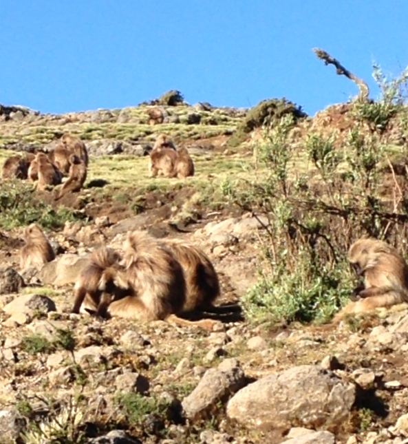 Gelada reference