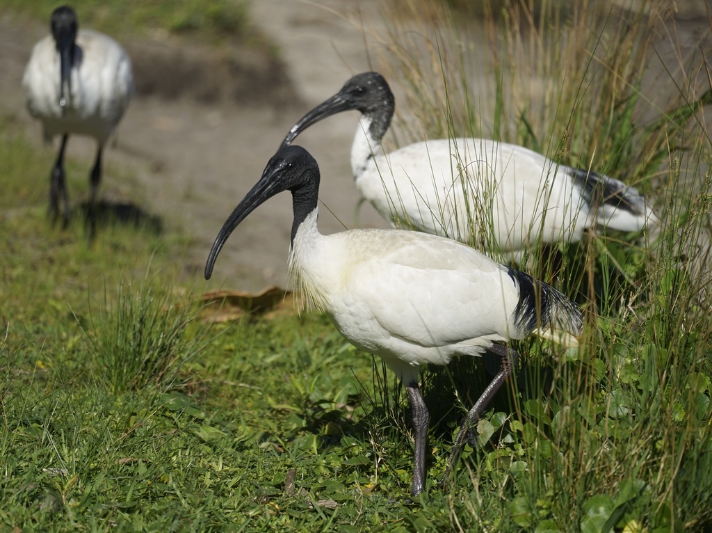 Australian Ibis reference