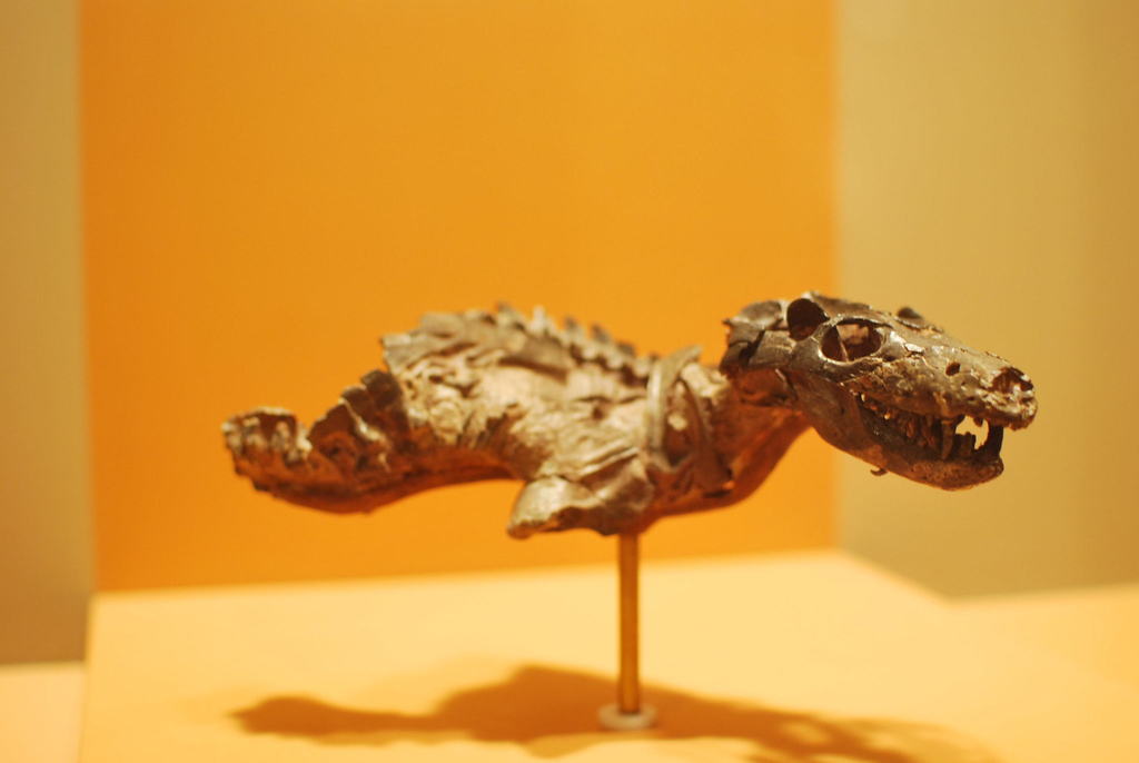 Thrinaxodon liorhinus reference