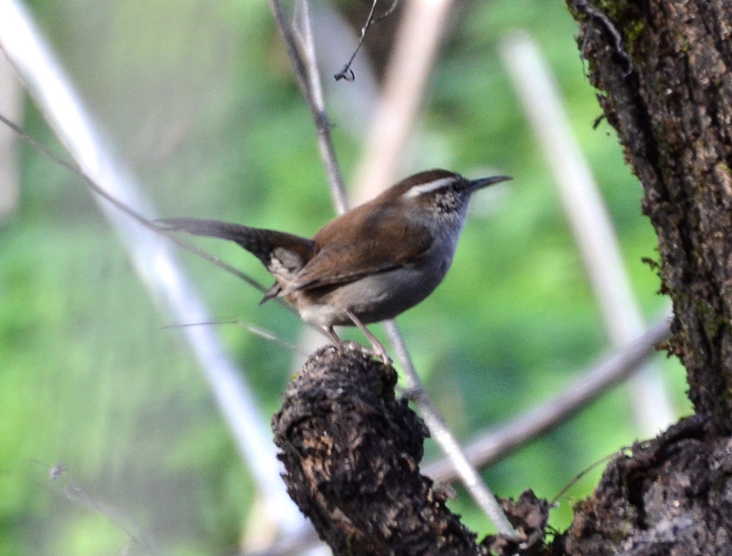 Bewick's Wren reference