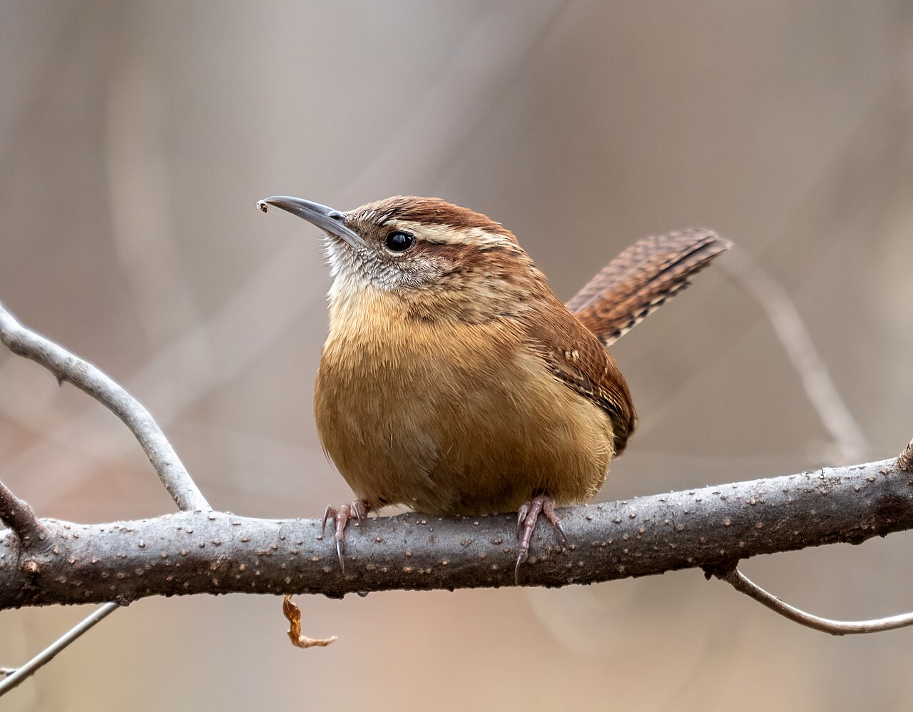 Carolina Wren reference