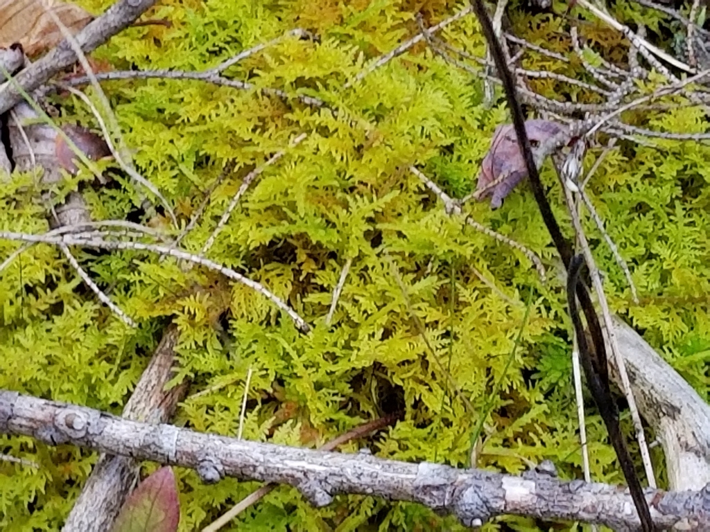 delicate fern moss reference