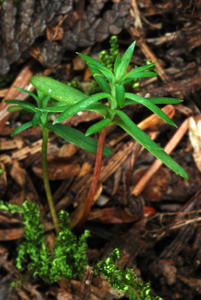 northern whitecedar reference