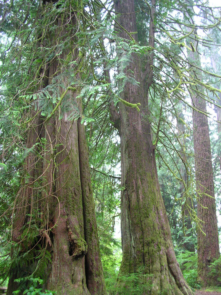 Western Red Cedar reference