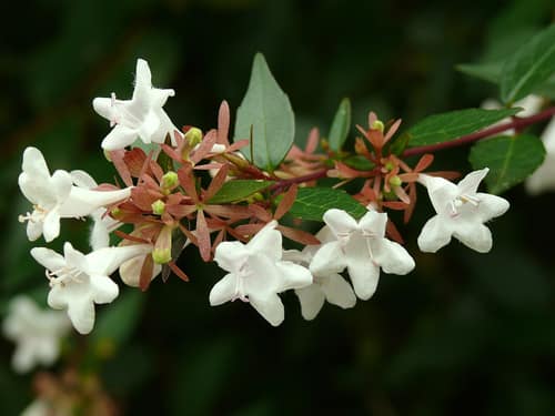 Glossy Abelia reference