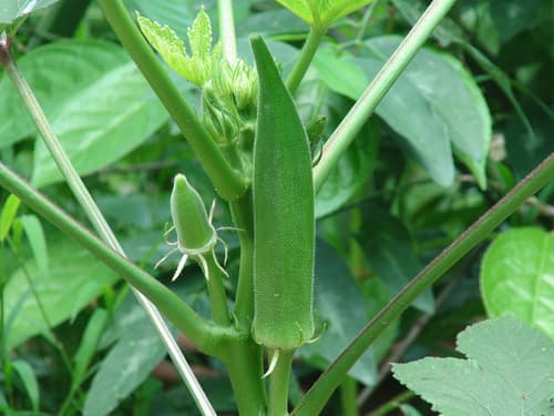 Okra reference