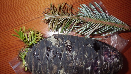 Pacific Silver Fir reference