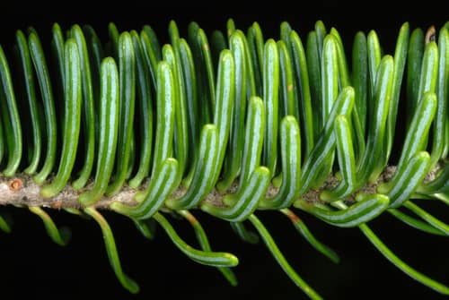 Balsam Fir reference