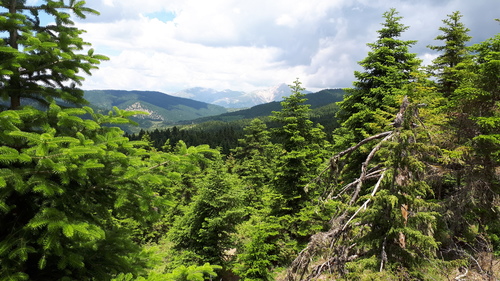 Grecian Fir reference