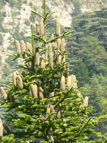 Cilician Fir reference