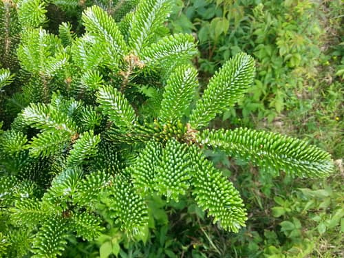 Fraser Fir reference