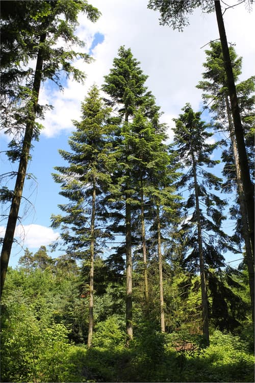 Grand Fir reference