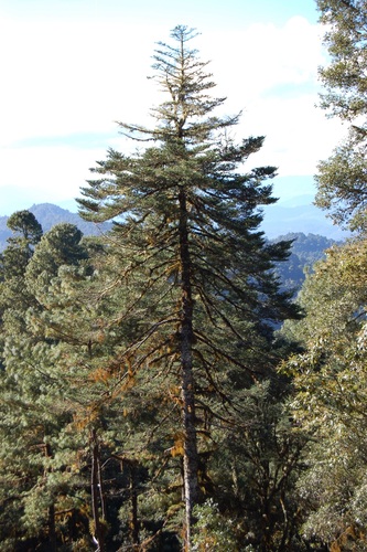 Guatemalan Fir reference