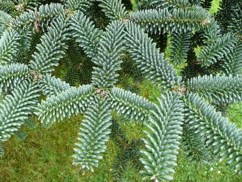 Spanish Fir reference