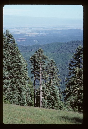 Noble Fir reference
