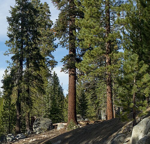 Shasta Red Fir reference