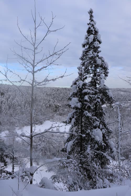Siberian Fir reference