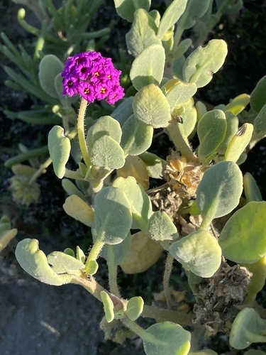 Red Sand Verbena reference