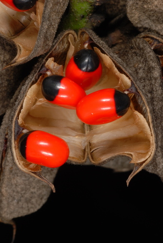 Rosary Pea reference