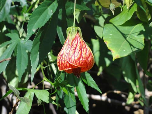 Flowering Maple reference