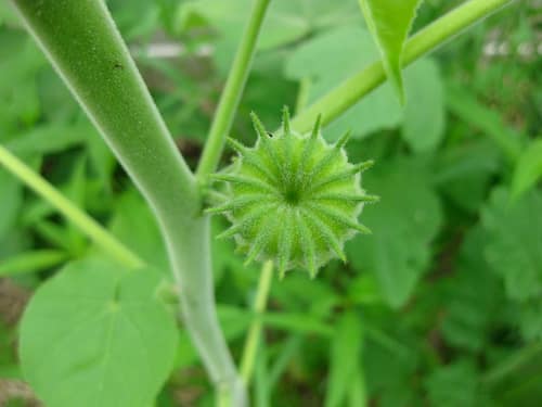 Velvetleaf reference