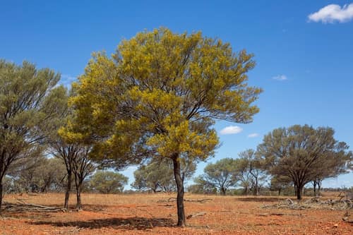 Mulga reference
