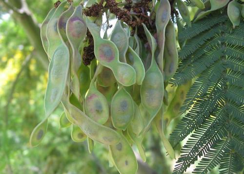 Silver Wattle reference