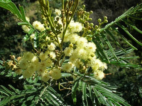 Black Wattle reference