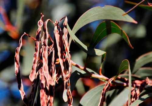 Golden Wattle reference
