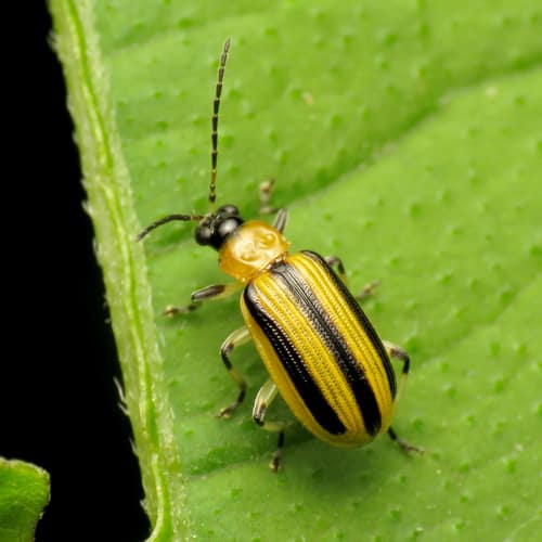 Striped Cucumber Beetle reference