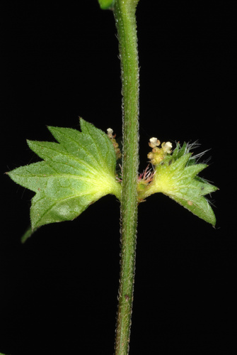 Slender Threeseed Mercury reference