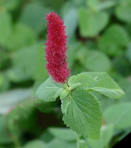 Dwarf Chenille Plant reference