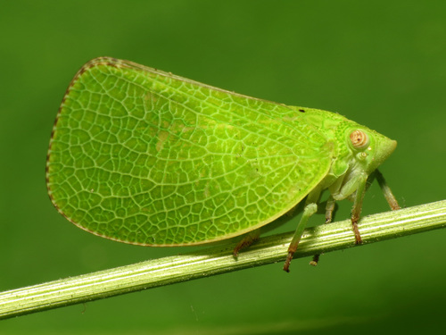 Cone-headed Planthopper reference