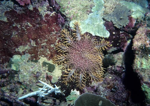 Crown-of-thorns Starfish reference
