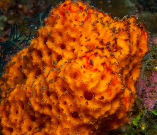Cavernous Sponge reference