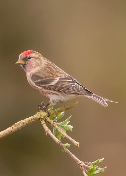 Common Redpoll reference