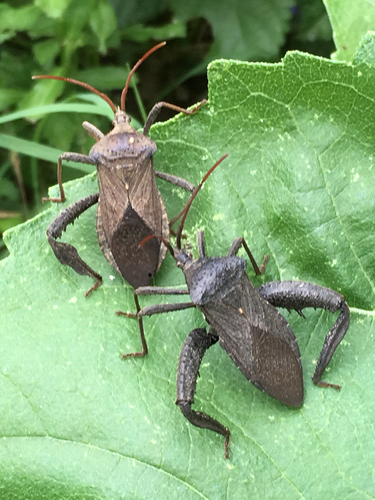 Florida Leaf-Footed Bug reference