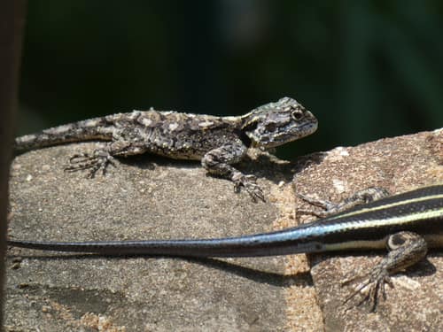 Southern Tree Agama reference