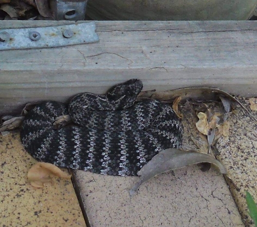 Common Death Adder reference