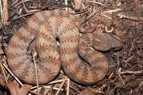 Northern Death Adder reference