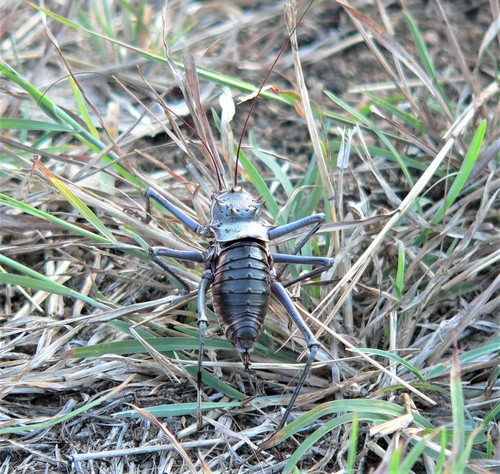 Armored Ground Cricket reference