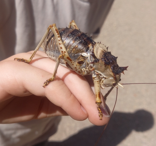 Cape Armoured Katydid reference