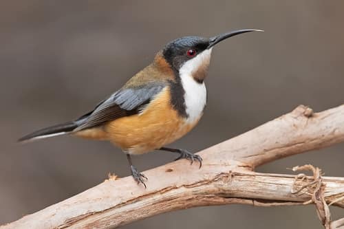 Eastern Spinebill reference