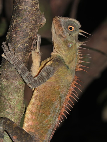 Peninsular Horned Tree Dragon reference