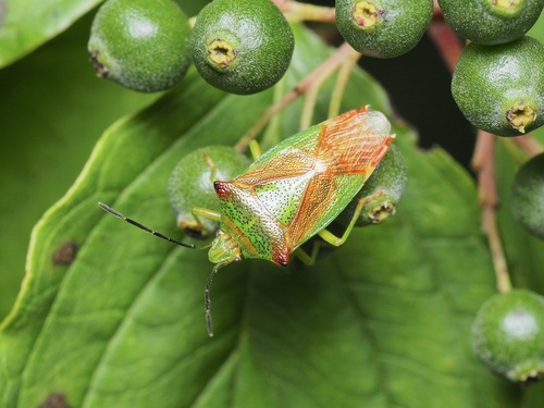 Hawthorn Shieldbug reference