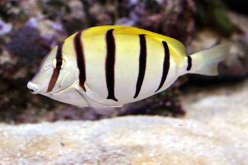 Convict Tang reference