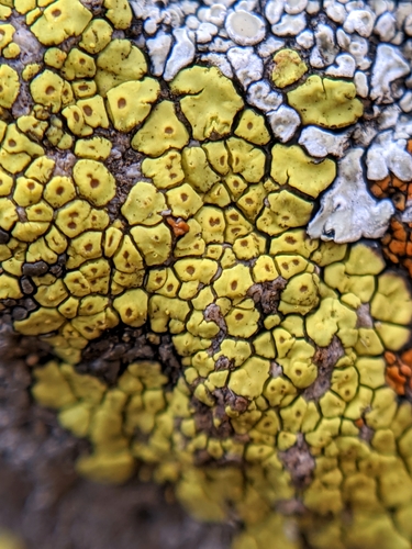 Cobblestone Lichen reference