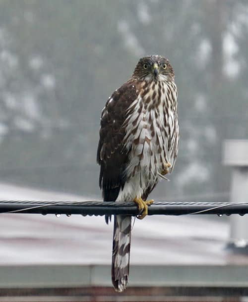 Cooper's Hawk reference