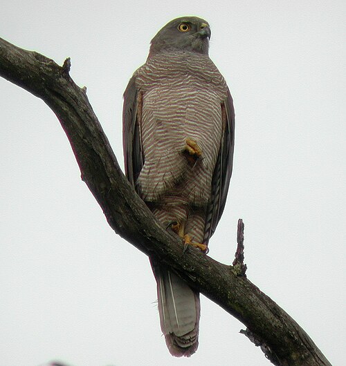 Brown Goshawk reference