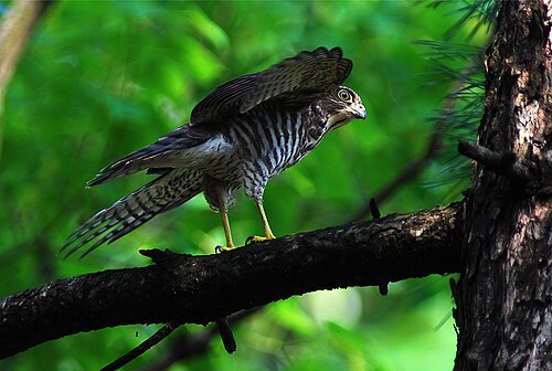 Japanese Sparrowhawk reference